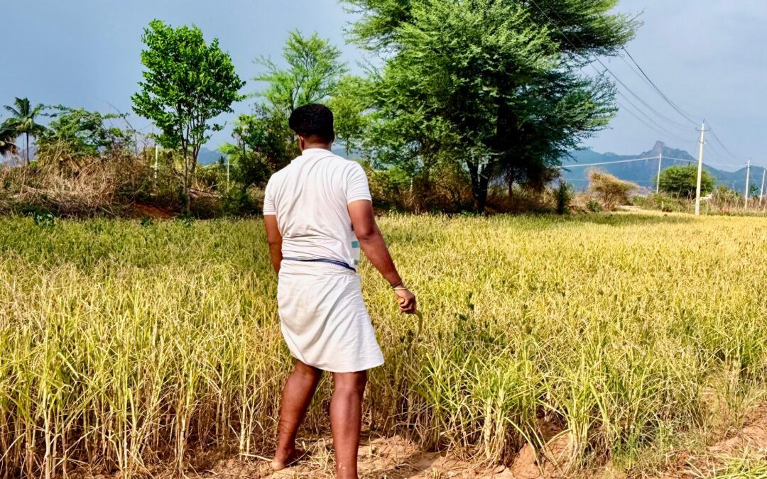 Weekend Farming at Namma Pranava Goshala, Gowribidanuru